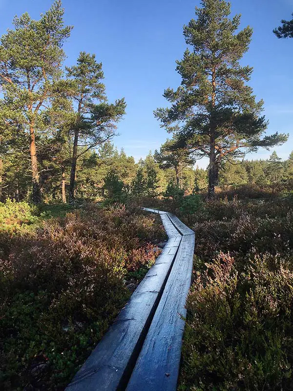 Norfällsviken- spångad led längs Höga kusten leden